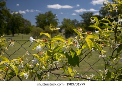 Garden Design. Closeup View Of Trachelospermum Jasminoides Vine, Also Known As Star Jasmine, Green Leaves And Blooming White Flowers, Growing In The Park Fence. 