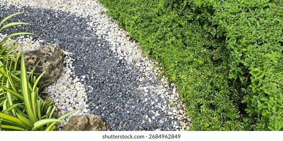 The garden is divided into sections with trees and gravel. Creeping Willow, neon plants, White-striped Pandanus in orderly fashion. Black gravel is sprinkled in center and surrounded by white gravel