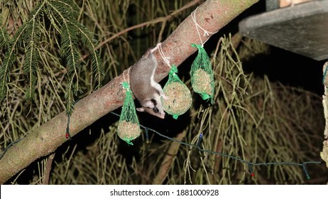 Garden Dormouse Eating Tit Dumblings