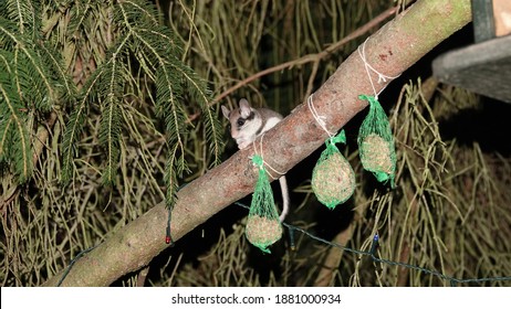 Garden Dormouse Eating Tit Dumblings