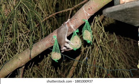 Garden Dormouse Eating Tit Dumblings