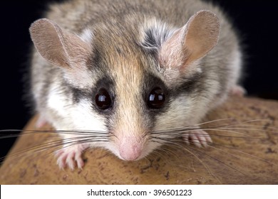 Garden Dormouse (Eliomys Melanurus)