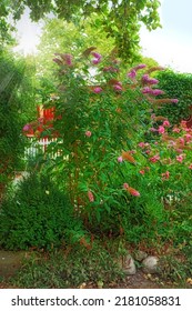 Garden dreams. Green garden with beautiful butterfly bush flowers with copy space on a sunny day. Lush bushes of pink and purple plants in a relaxing, soothing and zen yard in a peaceful environment. - Shutterstock ID 2181058831