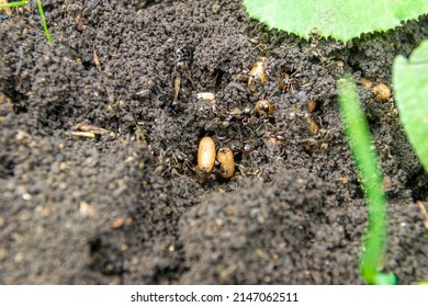 garden earth ants restore the nest and save the offspring after digging the soil, selective focus