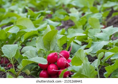 In the garden, an ecologically clean red radish grows on a green bed. The concept of organic farming. Harvesting natural vegetables. Radishes grow in the garden.