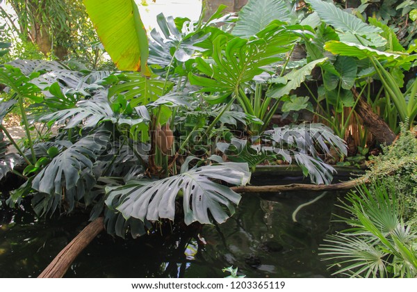 Garden Eden Tropical Plants Stock Photo Edit Now 1203365119