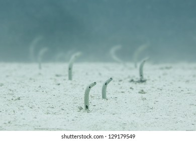 Garden Eel