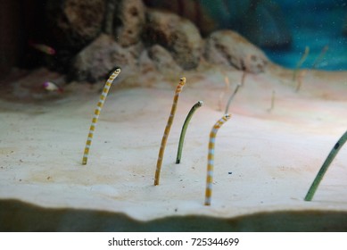 Garden Eel