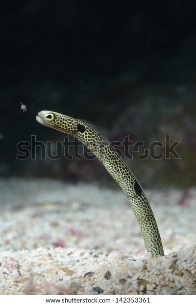 garden eel eating\
plankton on sea base