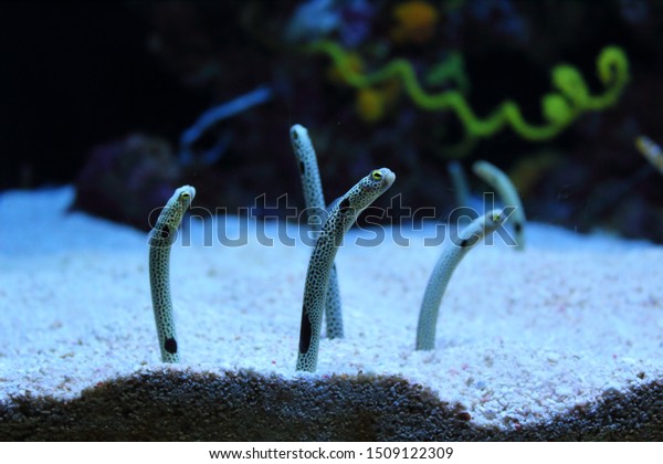 Garden eel popping up ahead in the seabed. The\
gardens eel are the subfamily Heterochongrinae in the conger eel\
family Congridae