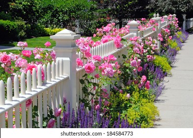 Garden fence with pink roses, sage, speedwell and catmint