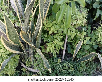 A garden filled with diverse plant species appears lush and vibrant, with shades of green everywhere. The fresh, dewy leaves and thriving plants create a refreshing, serene atmosphere. - Powered by Shutterstock