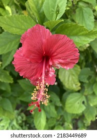 Garden Flower Bunga Raya Blooming