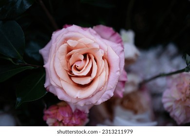 Garden Flower Flowers Arrangements Beautiful Afternoon Light Reception Macro Bokeh Background Ranunculus Carnation Peony Roses Majolica Wedding Marriage Romantic Love Date Flora Floral - Powered by Shutterstock