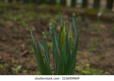 Garden Flowers In Early Spring, Irises In The Garden, Sal Flowers, Iris Buds