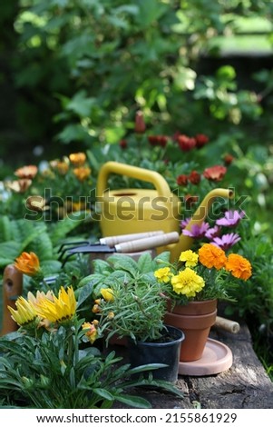 Garden flowers and gardening tools in the garden. Work in the garden.