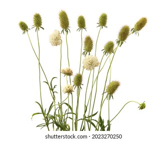 Garden Flowers In Late Summer Isolated On White Background. Flowers With Seed Heads  Left After Flowering. 