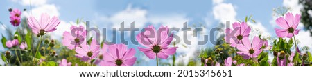 Garden flowers are pink cosmea,cosmos flowers on the background of a blue sky with white clouds.Beautiful natural background of panoramic view. Landscape wide format, copy space. 
