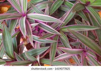 Rhoeo Spathacea High Res Stock Images Shutterstock