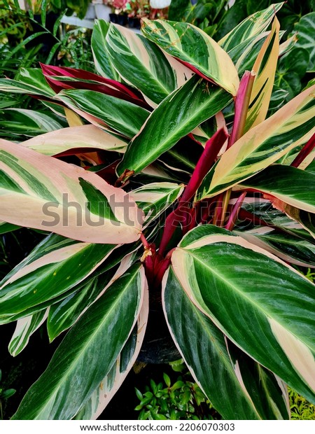 Garden foliage plant - Triostar Stromanthe\
sanguinea.This is a tropical plant with exotic variegated foliage\
of cream, green, and pink. Broad, shiny leaves are arranged in\
fans, with\
burgundy-pink.