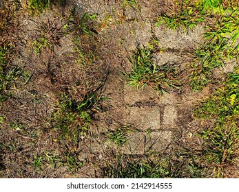 A Garden Footpath Overgrown Backyard Lawn Grass Gardening Yard Dirt Overhead Walkway