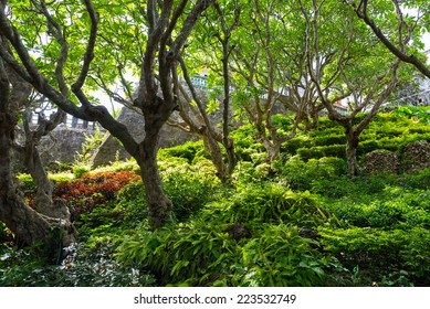 garden forest plantation hill arrangement