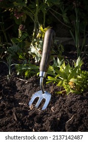 A Garden Fork In Action Among Weeds