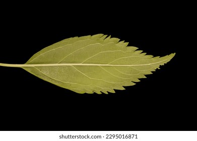 Garden Forsythia (Forsythia x intermedia). Leaf Closeup