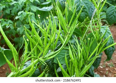  garden fresh indian vegetable green cluster beans or guar beans also known in india as guwar,guvar bean,guar bean on plant in garden selective focus - Shutterstock ID 2186762491