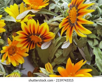 In The Garden With Full Sun Flowers In Yellow
