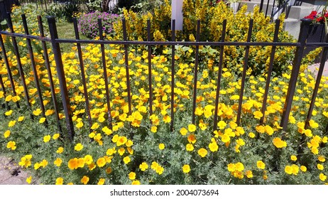 A garden full of yellow orange flowers grows beyond the brown metal railings 