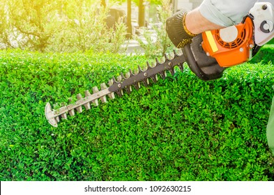 Garden Gasoline Scissors, Trimming Green Bush, Hedge. Working In The Garden.