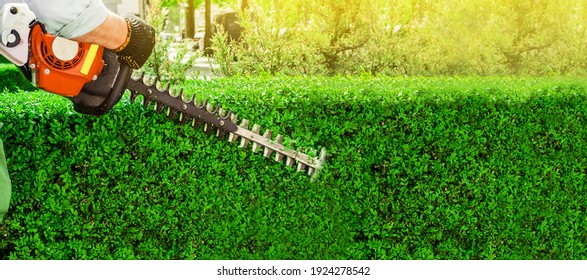 Garden gasoline scissors, trimming green bush, hedge. Working in the garden. - Shutterstock ID 1924278542