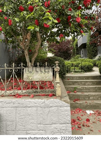 Garden Gate With Roses and Rose Petals on the Gound