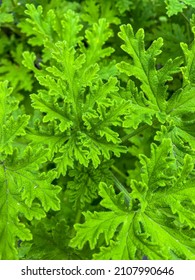 Garden Geranium (Pelargonium X Hortorum) Is A Nothospecies Of Pelargonium Most Commonly Used As An Ornamental Plant.