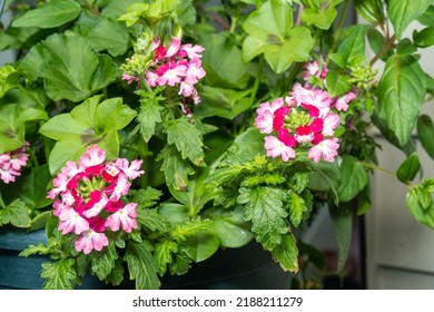 Garden Geranium (Pelargonium X Hortorum) Is A Nothospecies Of Pelargonium Most Commonly Used As An Ornamental Plant