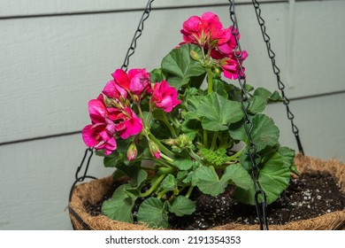 Garden Geranium (Pelargonium X Hortorum) Is A Nothospecies Of Pelargonium Most Commonly Used As An Ornamental Plant.