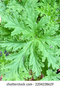 Garden Geranium (Pelargonium X Hortorum) Is A Nothospecies Of Pelargonium Most Commonly Used As An Ornamental Plant.