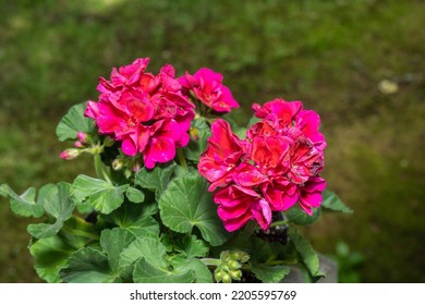 Garden Geranium (Pelargonium X Hortorum) Is A Nothospecies Of Pelargonium Most Commonly Used As An Ornamental Plant.