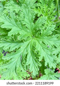 Garden Geranium (Pelargonium X Hortorum) Is A Nothospecies Of Pelargonium Most Commonly Used As An Ornamental Plant.