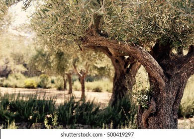 Garden Of Gethsemane