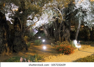 The Garden of Gethsemane - The Garden of Olives