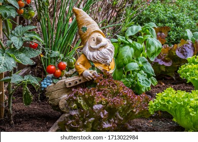 Garden gnome ornament figurine with wheelbarrow among different species of lettuce, herbs, tomatoes and vegetables in wooden box of square foot garden