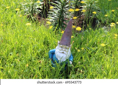 Garden Gnome In Tall Overgrown Lawn With Dandelions 2