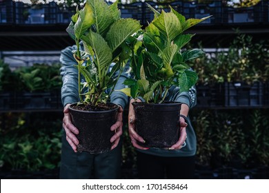 Garden Green Plants In Boxes Ready For Summer Season And Sale