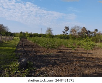 Garden with hazelnut trees in spring.