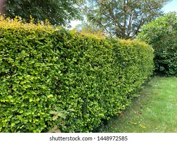Garden Hedge Colors Yellow Black Different Stock Photo 1448972585 ...