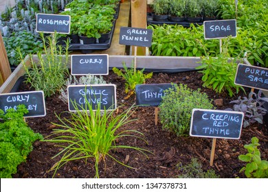 Garden of herbs with signs.The beginning of spring and beautiful selection of herbs in the garden : rosemary, curry, curly parsley, garlic chives, green fennel, sage,thyme and creeping red thyme .