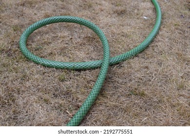 A Garden Hose Lying On A Dry Lawn. UK Drought - Hosepipe Ban.