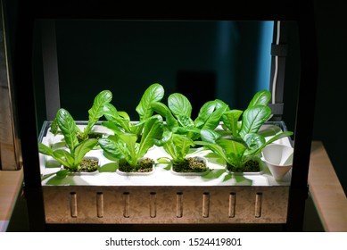 garden hydroponic, advanced indoor cultivation technique - Shutterstock ID 1524419801